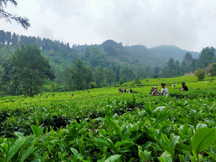Indonesian highlands